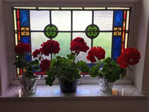 Geraniums for Pentecost